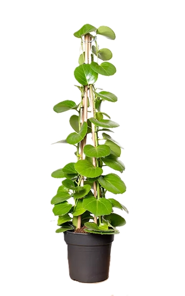Cissus Rotundifolia Pyramide
