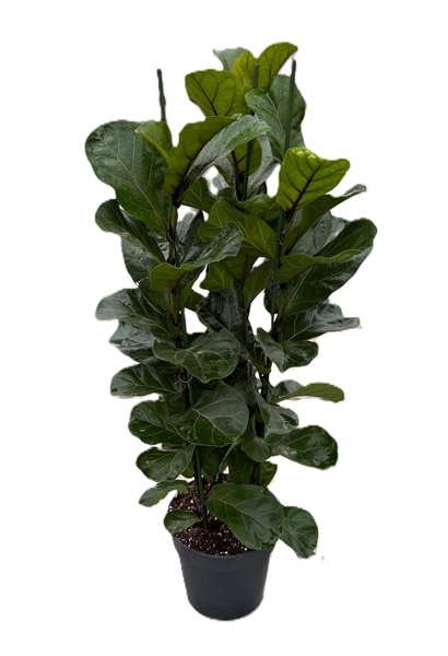 Ficus Lyrata Bambino 3pp
