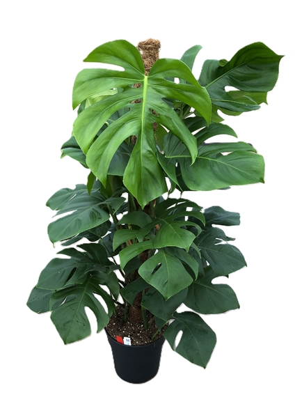 Monstera Pertusum Mosstab