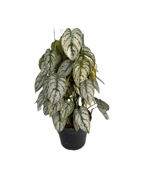 Philodendron Brandtianum