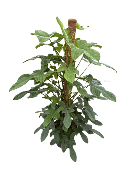 Philodendron bipennifolium 'Silver Violin' p38 mosstok 180cm