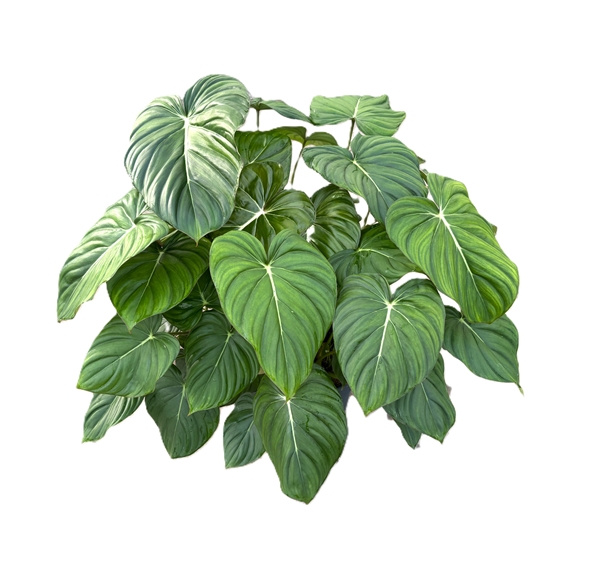 Philodendron Mc Dowell 6PP