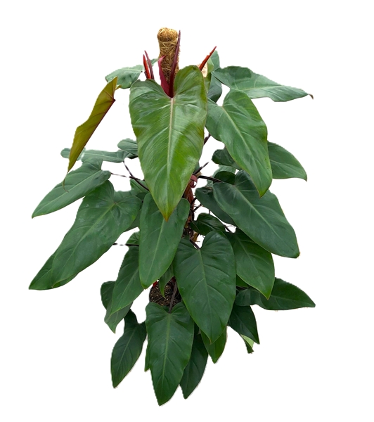Philodendron Red Emerald Mosstab