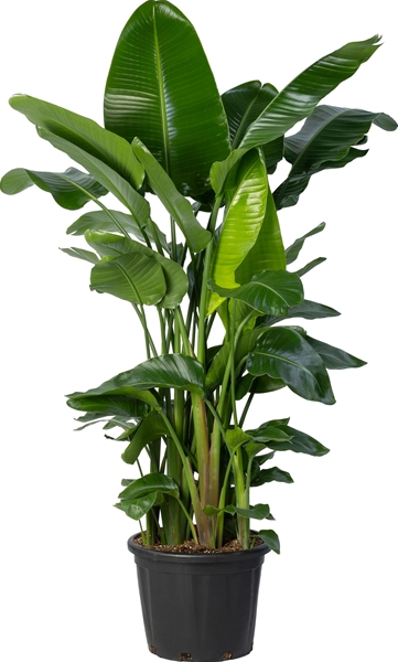 Strelitzia Nicolai 8pp