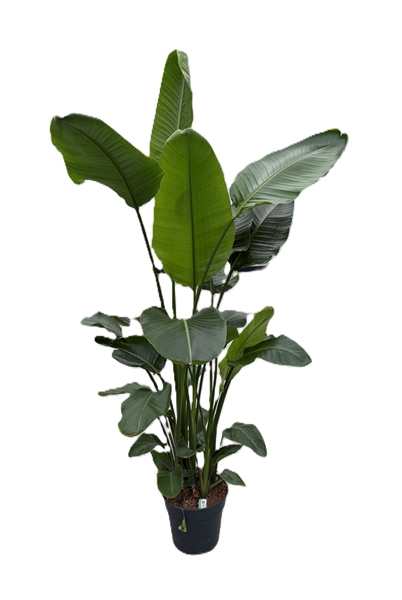 Strelitzia Nicolai 5pp 