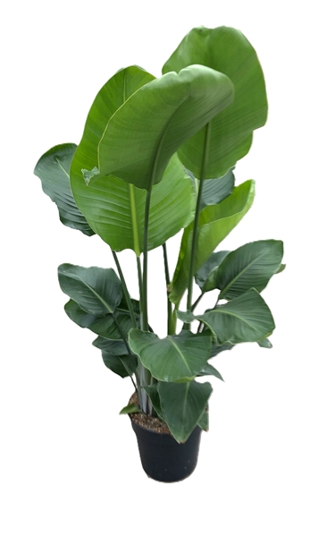Strelitzia Nicolai 3pp