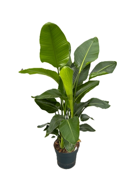 Strelitzia Nicolai 5pp