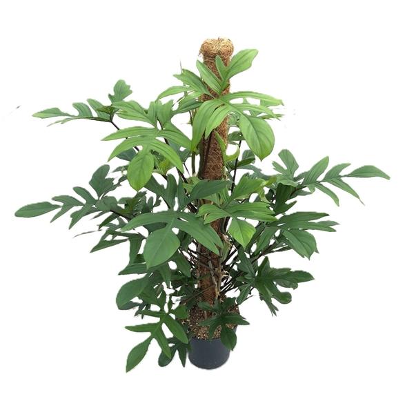 Philodendron Pedatum