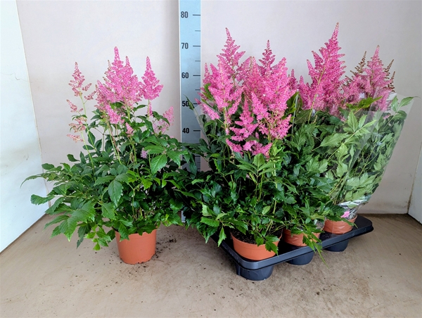 Astilbe Bonn