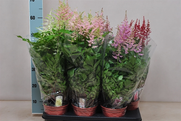 Astilbe Mixtray