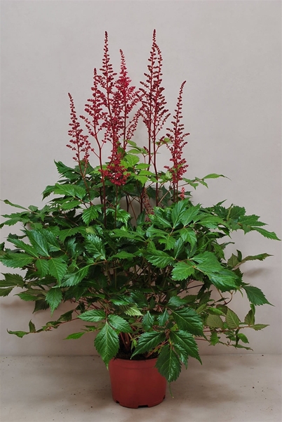 Astilbe Fanal