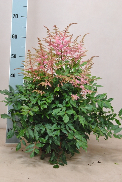 Astilbe Freya