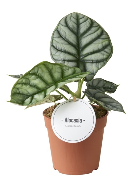 Alocasia Silver Dragon