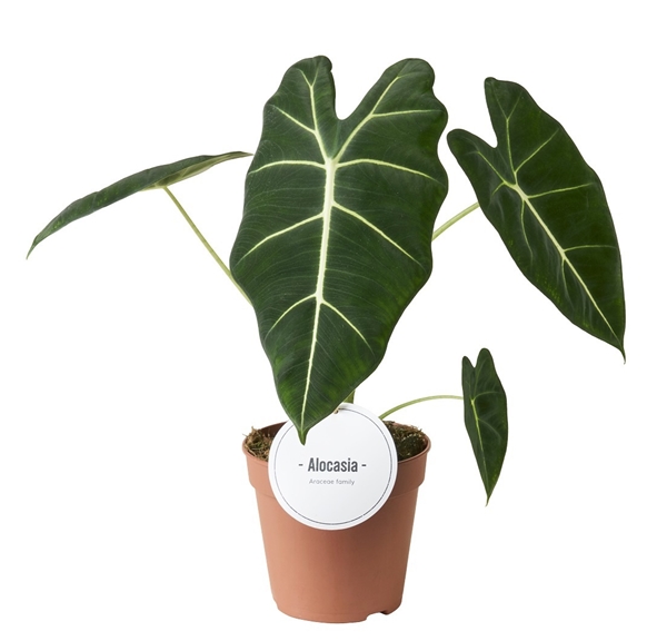 Alocasia Frydek