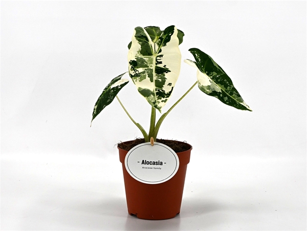 Alocasia Frydek Variegata