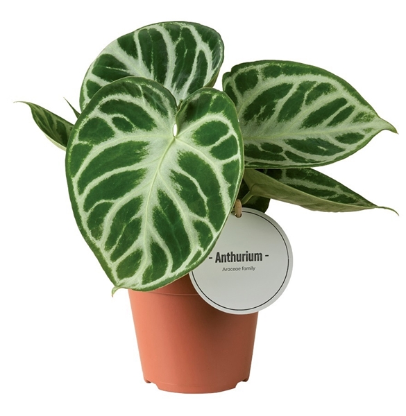 Anthurium Silver Blush
