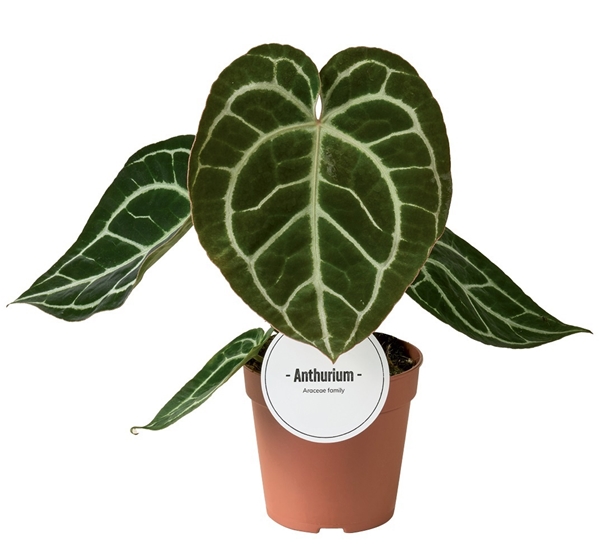 Anthurium Crystallinum