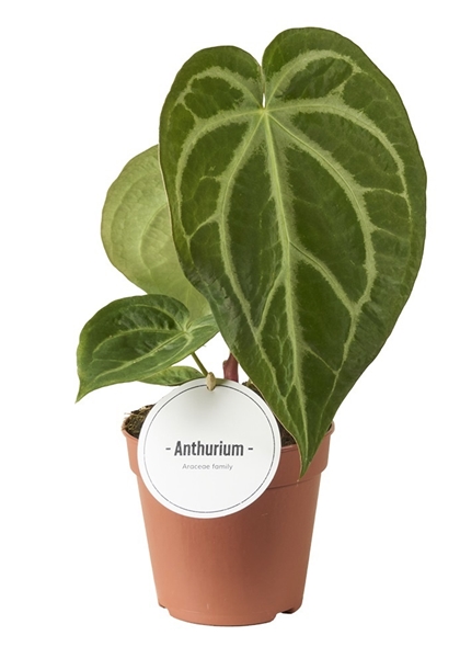 Anthurium Magnificum