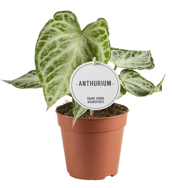 Anthurium Silver Blush Mint