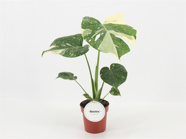 Monstera Thai Constellation