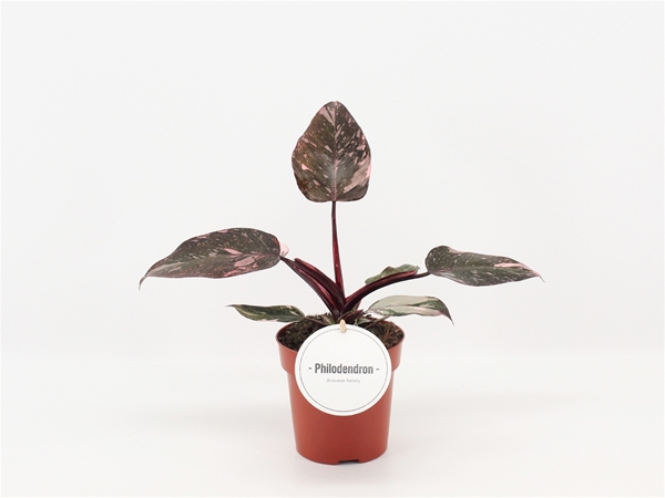 Philodendron Pink Princess