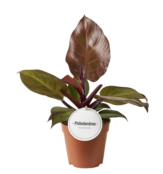 Philodendron McColley's Finale