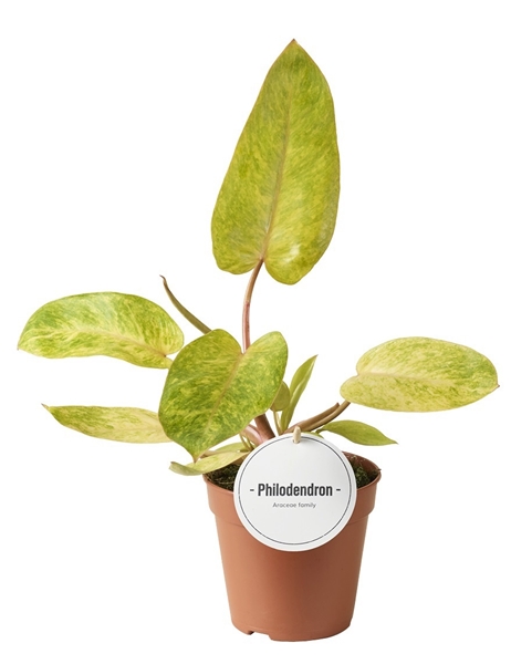 Philodendron Painted Lady