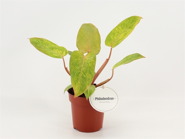 Philodendron Painted Lady