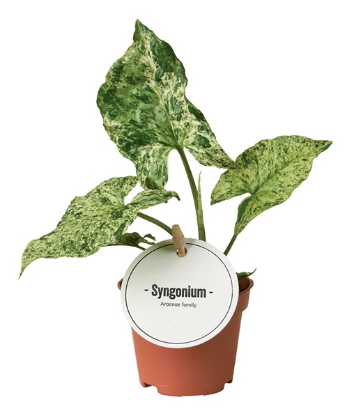Syngonium Mottled