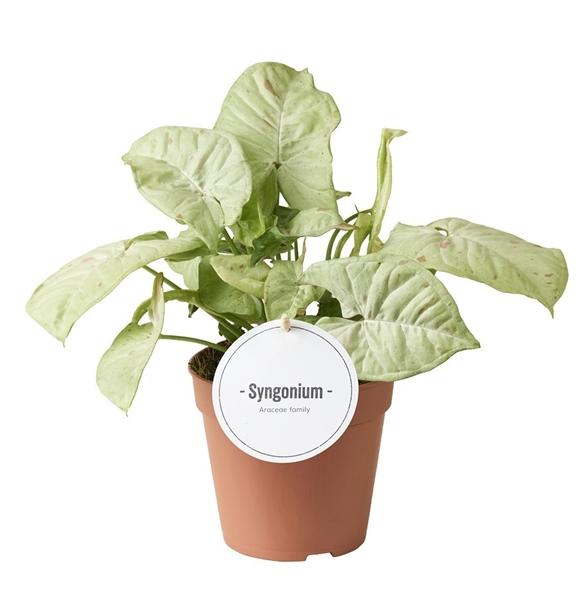 Syngonium Confetti