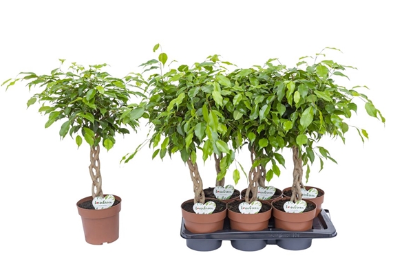 Ficus Bundy