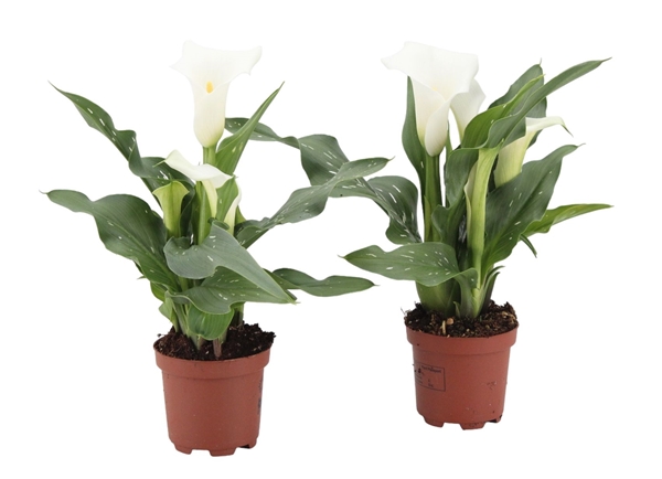 Zantedeschia Fresco 3+