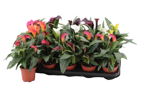 Zantedeschia Mixtray 3+