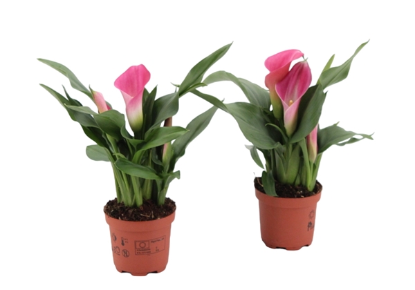 Zantedeschia Zazu Pink 3+