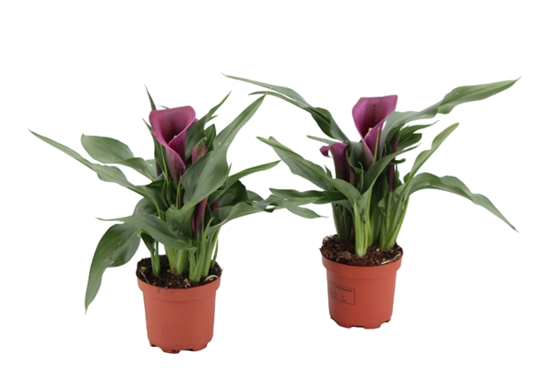Zantedeschia Paco Violett 3+