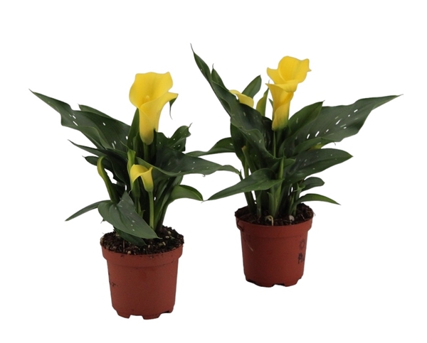 Zantedeschia Sunclub Gelb 3+