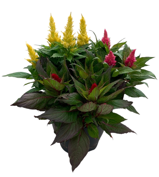 Celosia Kelos Fire Carnaval
