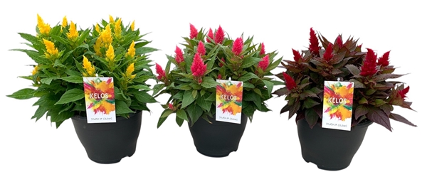 Celosia Kelos Fire Mix