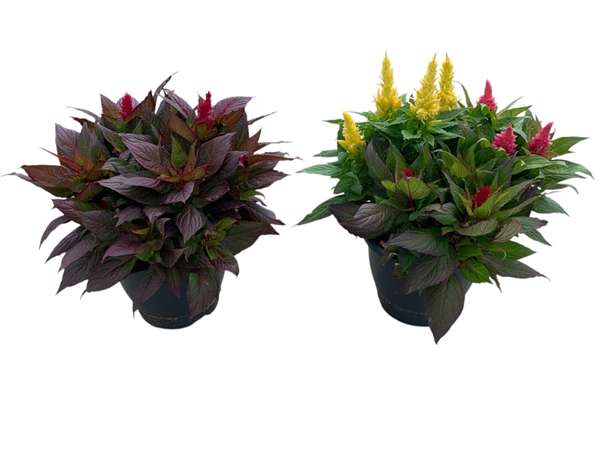 Celosia Kelos Fire Mix
