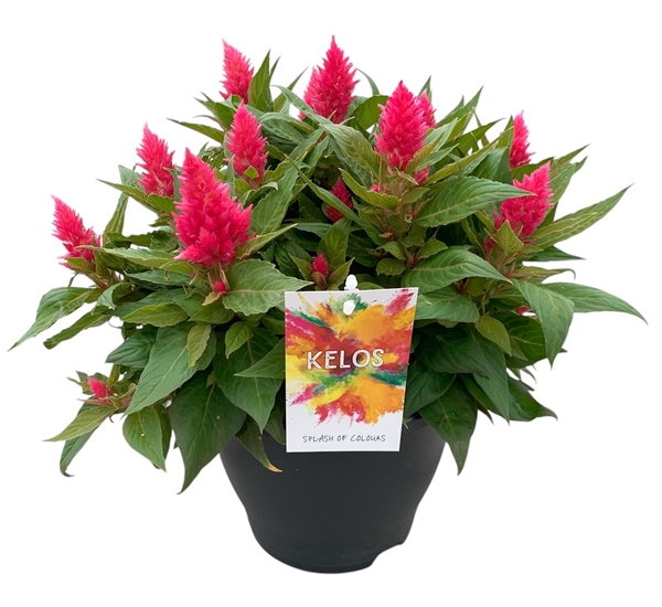 Celosia Kelos Fire Rosa