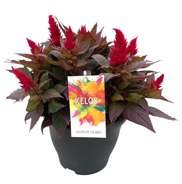 Celosia Kelos Fire Weinrot