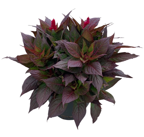 Celosia Kelos Fire Weinrot