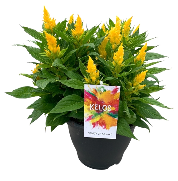 Celosia Kelos Fire Gelb
