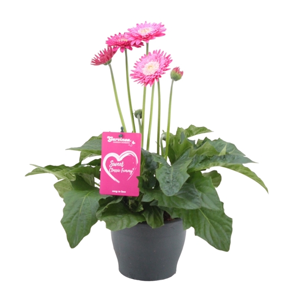 Gerbera Garvinea Classic Femmy