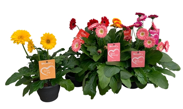 Gerbera Garvina Mixtray