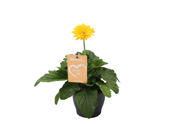 Gerbera Garvinea Sweet Joy