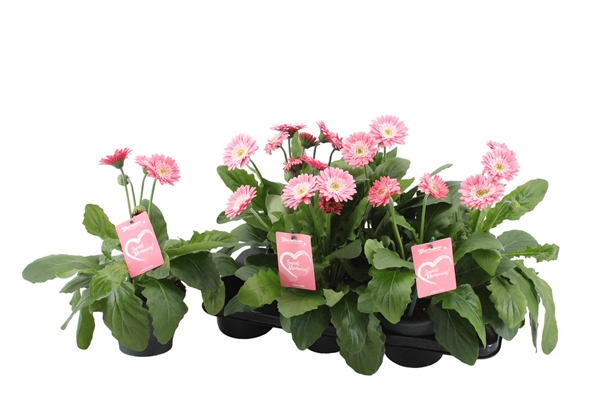 Gerbera Garvinea Sweet Memories