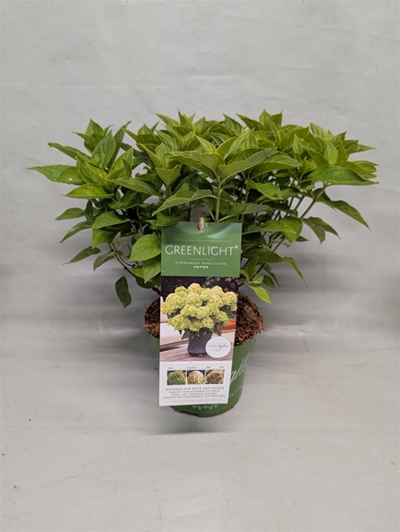 Hydrangea Paniculata Greenlight