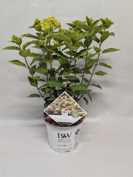 Hydrangea Paniculata Little Lime 