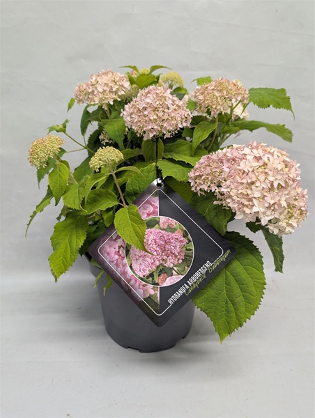 Hydrangea Arborescens Candybelle Bubblegum